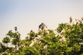 Flock of Open-billed stork, or Asian openbill birds on tree in the public park. The Asian openbill or Asian openbill stork (