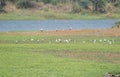 Flock of Openbilled Stork or Asian Open at the shore of Wetland