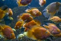 Flock of orange cichlid fish in aquarium. School of red blood parrot fish