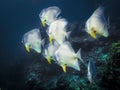 Flock of Orbicular Spadefish in the Indian ocean Royalty Free Stock Photo