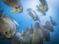 Flock of Orbicular Spadefish in the Indian ocean Royalty Free Stock Photo