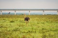 A flock of ostriches against the background of Standard Gauge Railway passing through Nairobi National Park, Kenya Royalty Free Stock Photo