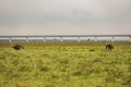 A flock of ostriches against the background of Standard Gauge Railway passing through Nairobi National Park, Kenya Royalty Free Stock Photo