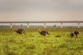 A flock of ostriches against the background of Standard Gauge Railway passing through Nairobi National Park, Kenya Royalty Free Stock Photo