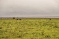 A flock of ostriches against the background of Standard Gauge Railway passing through Nairobi National Park, Kenya Royalty Free Stock Photo