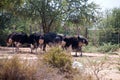 Flock of ostriches at ostrich farm