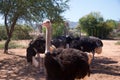 Flock of ostriches at ostrich farm Royalty Free Stock Photo