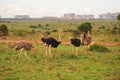 A flock of ostriches in the wild against the background of Nairobi Skyline in Nairobi National Park, Kenya Royalty Free Stock Photo