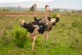 A flock of ostriches in the wild against the background of Nairobi Skyline in Nairobi National Park, Kenya Royalty Free Stock Photo