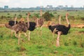 A flock of ostriches in the wild against the background of Nairobi Skyline in Nairobi National Park, Kenya Royalty Free Stock Photo