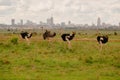 A flock of ostriches in the wild against the background of Nairobi Skyline in Nairobi National Park, Kenya Royalty Free Stock Photo