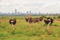 A flock of ostriches in the wild against the background of Nairobi Skyline in Nairobi National Park, Kenya Royalty Free Stock Photo