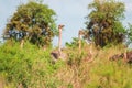 A flock of ostriches in the wild against the background of Nairobi Skyline in Nairobi National Park, Kenya Royalty Free Stock Photo