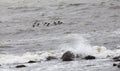 Flock of Oyster Catchers over Galway Bay