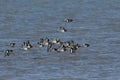 A flock of Oystercatcher Haematopus ostralegus flying over the sea on the Isle of Sheppey, Kent, UK. Royalty Free Stock Photo
