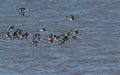 A flock of Oystercatcher Haematopus ostralegus flying over the sea on the Isle of Sheppey, Kent, UK. Royalty Free Stock Photo