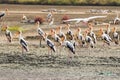 Flock of Painted stork large wader birds with yellow beak pink l Royalty Free Stock Photo