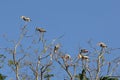A flock of painted storks perches on a branch in the zoo. Royalty Free Stock Photo