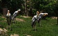 A flock of painted storks in the zoo. Southeast Asian painted storks Royalty Free Stock Photo