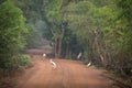 Flock of paited storks and egrets on the road trying to catch insects, big birds in natural habitat, Yala National Park, Sri Lanka Royalty Free Stock Photo