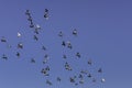 Flock of parallel flying pigeons in the sun Royalty Free Stock Photo