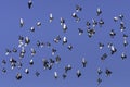 Flock of parallel flying pigeons in the sun Royalty Free Stock Photo