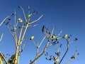 Flock of parekeets Royalty Free Stock Photo