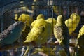 Flock of parrot inside the cage with blurred background. Yellow and blue parrot. Small birds closeup back view.