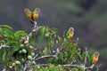 Flock of parrot perched on a mango tree Royalty Free Stock Photo