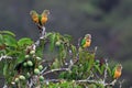 Flock of parrot perched on a mango tree