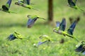 Flock of parrots in flight