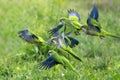 Flock of parrots in flight