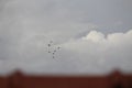 A flock of parrots are flying faster in the dusk time over roof of a building