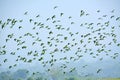 Flock of parrots flying in the sky, nature background in Bangladesh