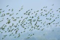 Flock of parrots flying in the sky, nature background in Bangladesh