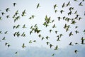 Flock of parrots flying in the sky, nature background in Bangladesh