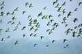 Flock of parrots flying in the sky, nature background in Bangladesh