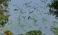 Flock of parrots flying in the sky, nature background in Bangladesh