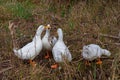 Flock of pekin ducks quacking