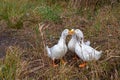 Flock of pekin ducks quacking