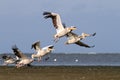 Flock of pelecanus onocrotalus taking off Royalty Free Stock Photo