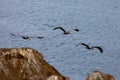 Flock of Pelican Birds flying over the cliffs in La Jolla Beach, San Diego, California