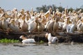 Flock of Pelican