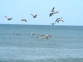 Flock of pelicans Royalty Free Stock Photo