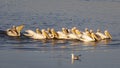 Flock of pelicans swimming in a lake