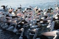 Flock of pelicans at feeding time