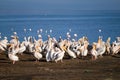 Flock of pelicans on the Arfican river on a sunny day Royalty Free Stock Photo