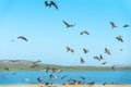 Flock of Pelicans on the Beach, Clear Blue Sky Background. Large Group of Birds, Animals in the Wild Royalty Free Stock Photo
