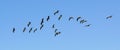 Flock of pelicans blue sky