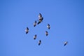 Flock of pelicans on a blue sky Royalty Free Stock Photo